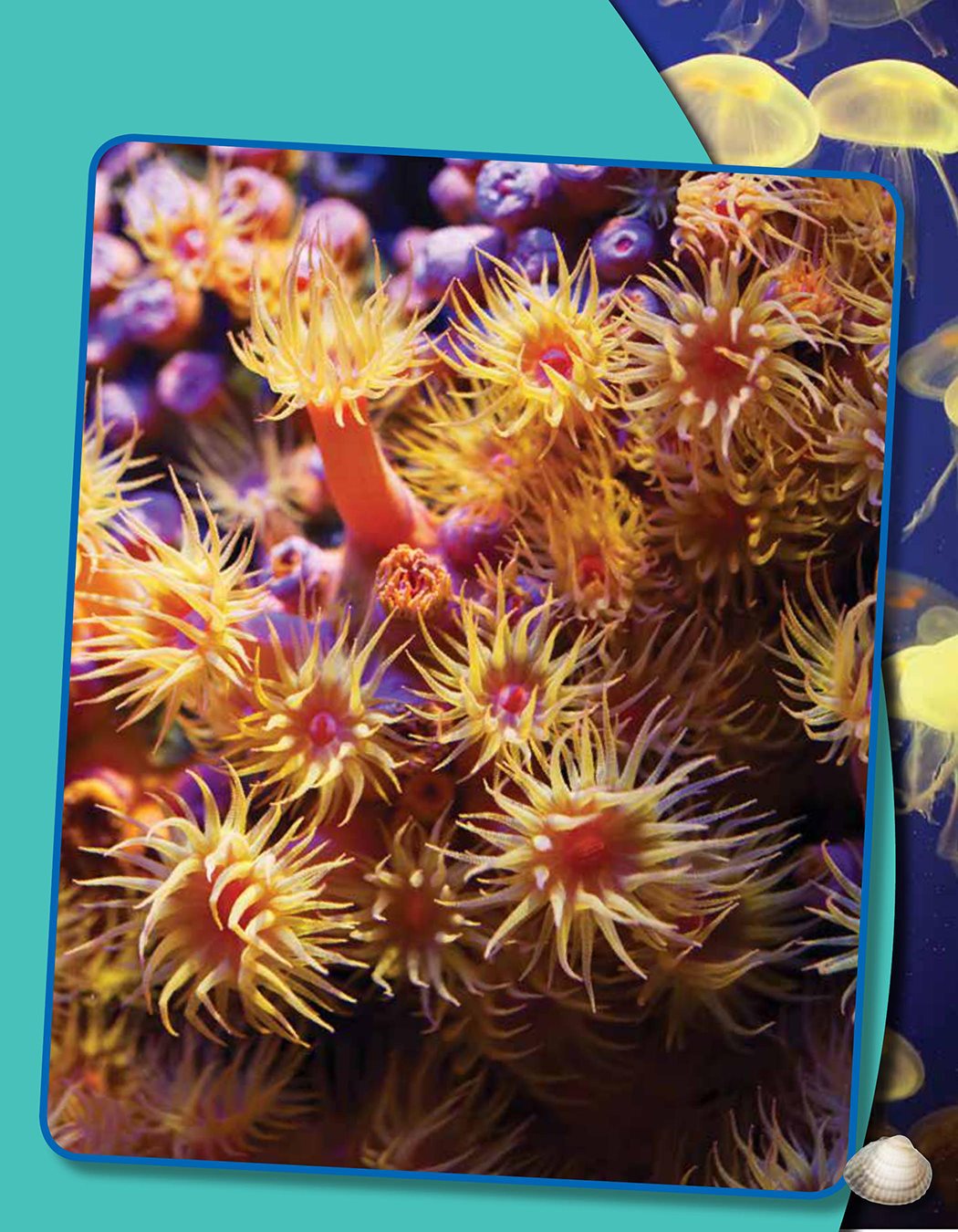 Sea anemones eat other sea animals Wow Invertebrates have rest - photo 9