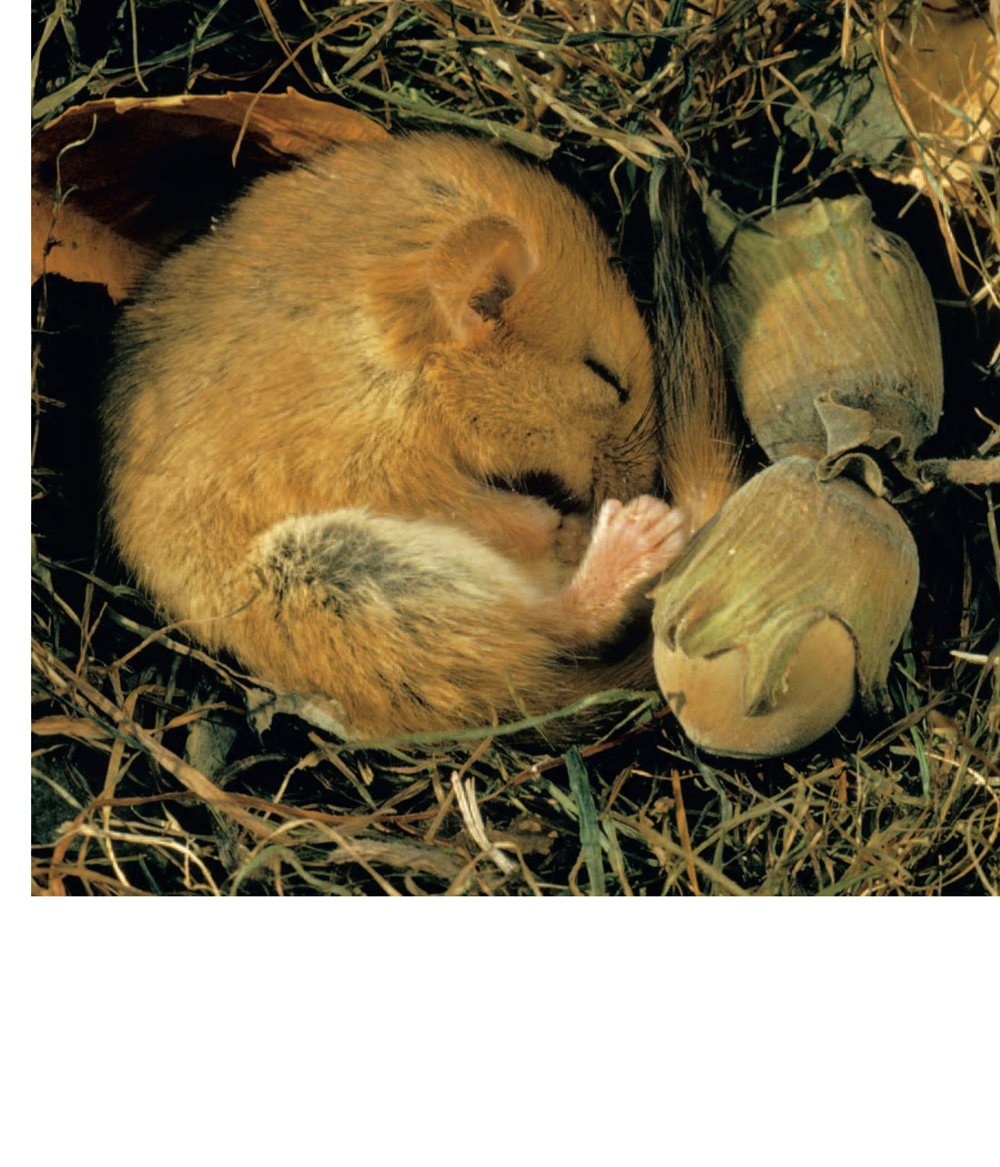 Hibernation is like a deep sleep Hibernation is part of a cycle - photo 7