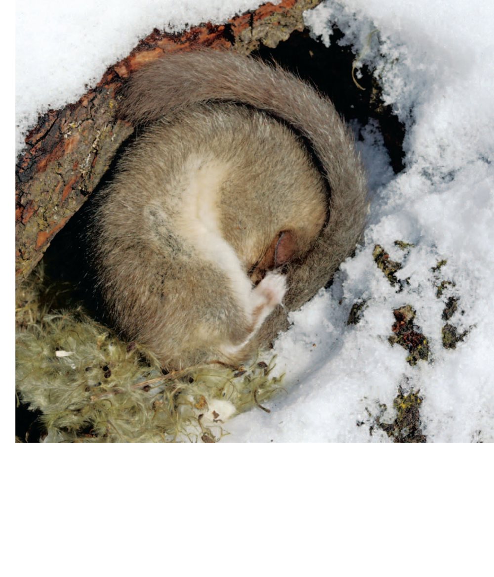 Animals hibernate to survive the winter They hibernate because it is - photo 9