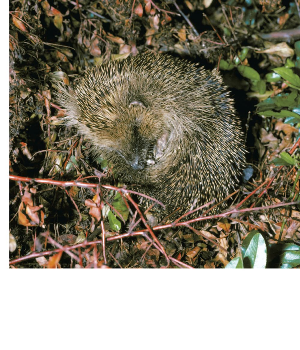 Hedgehogs hibernate Many animals hibernate every winter This - photo 17