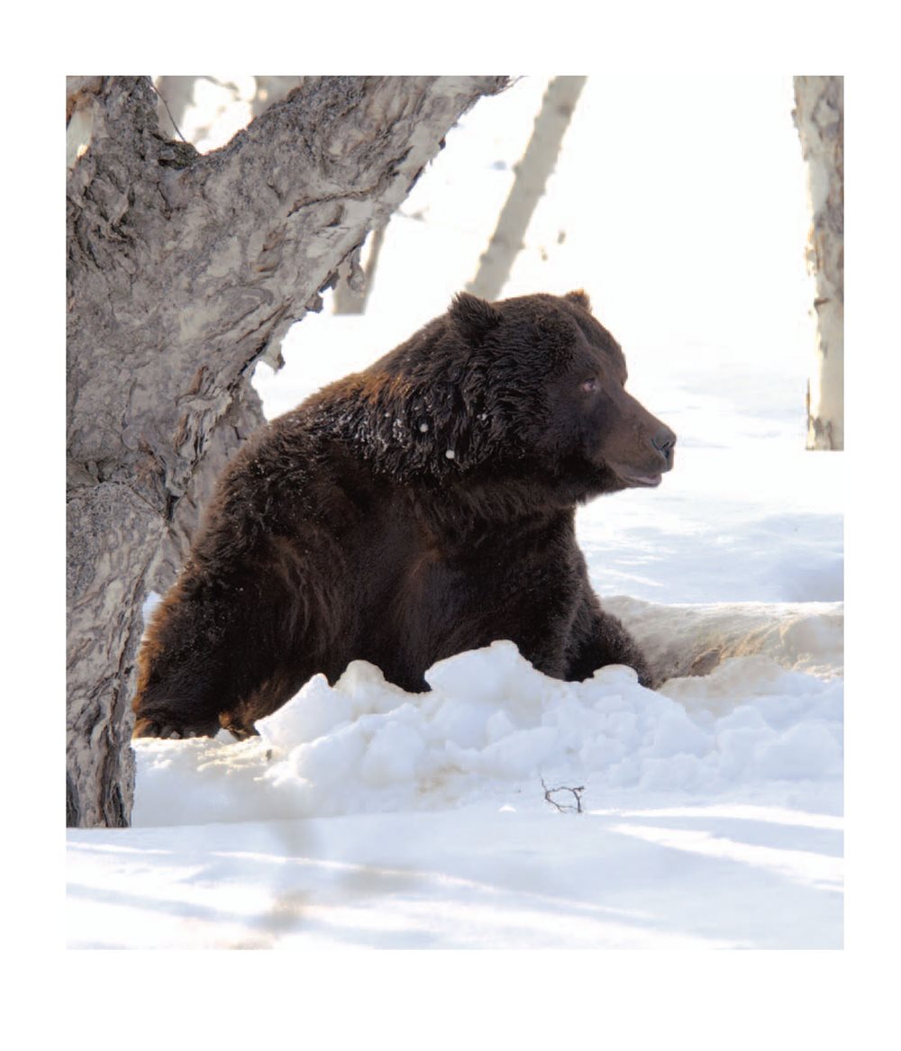 Learn More about Hibernation Bears do not hibernate the same way as other - photo 20