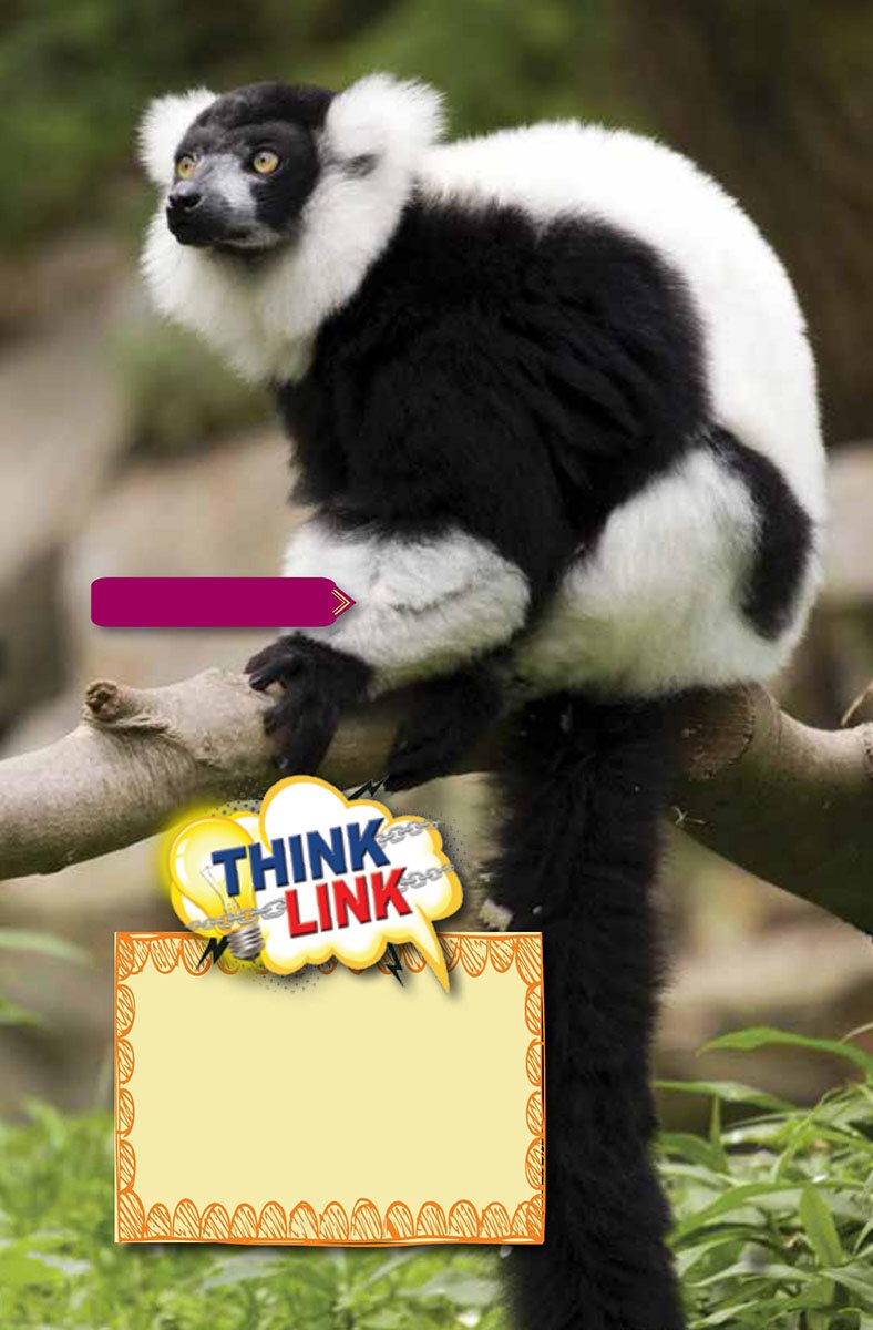 black-and-white lemur s What animals live in the worlds jungles s In what - photo 7