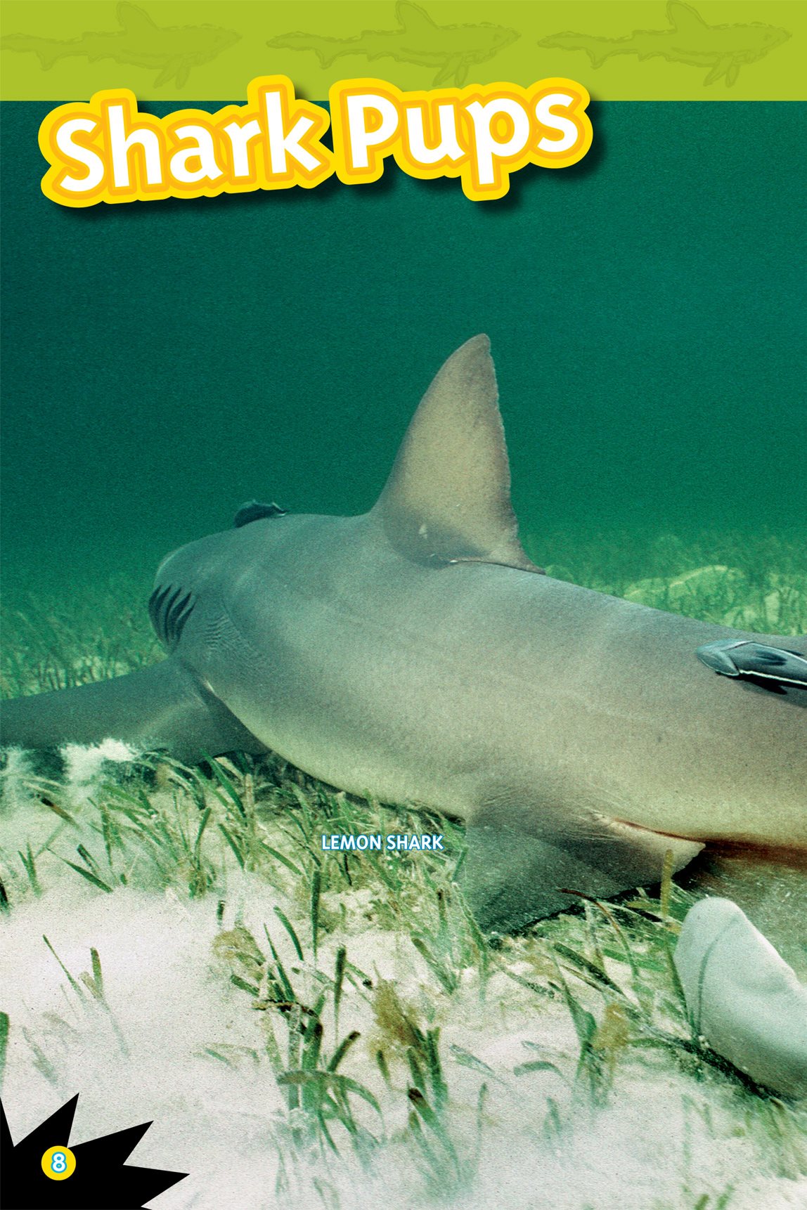 Shark babies are called pups Some pups grow inside their mothers Other pups - photo 10