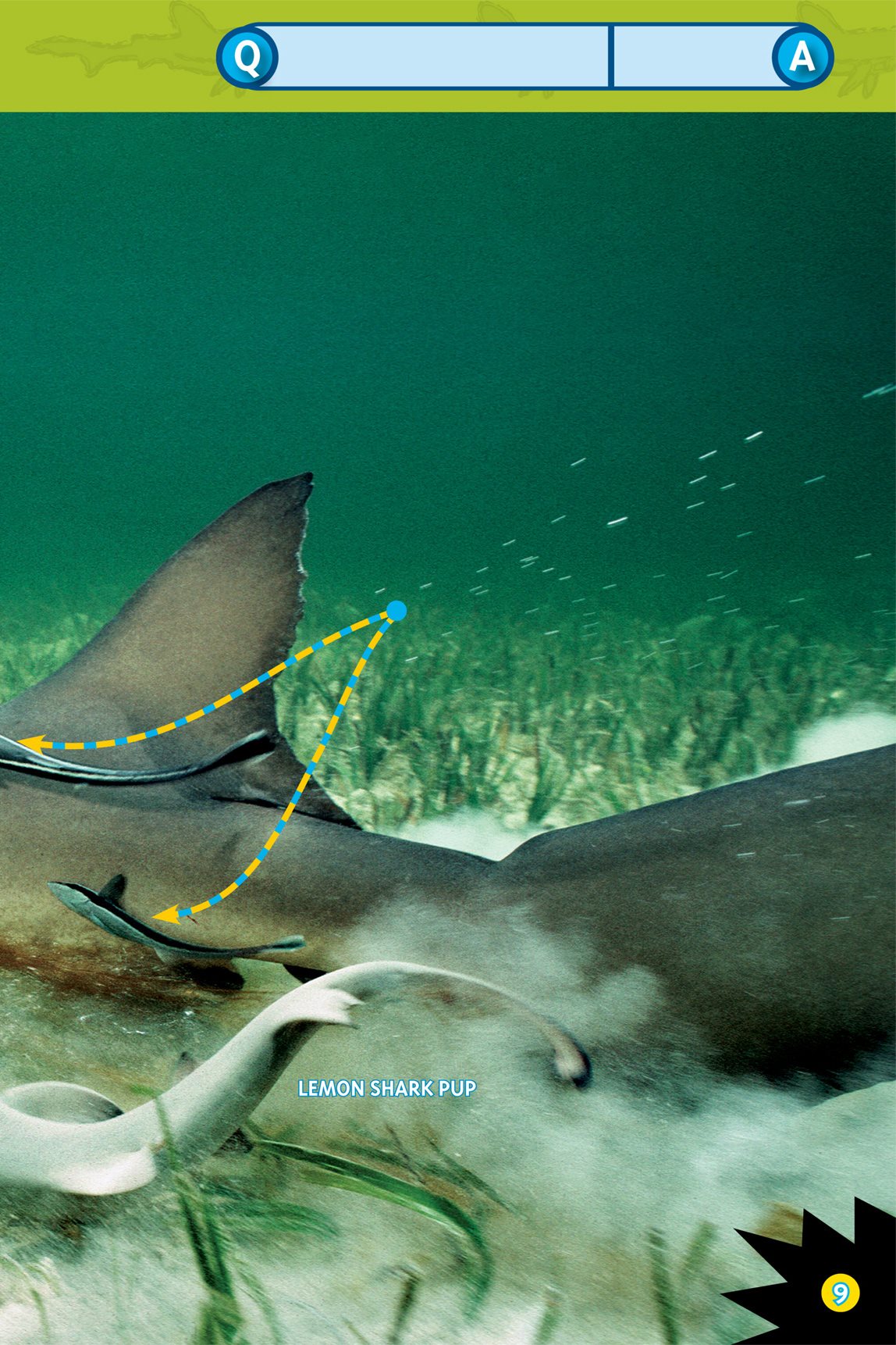 What do you call a shark baby from the Arctic Lemon shark pups grow - photo 11