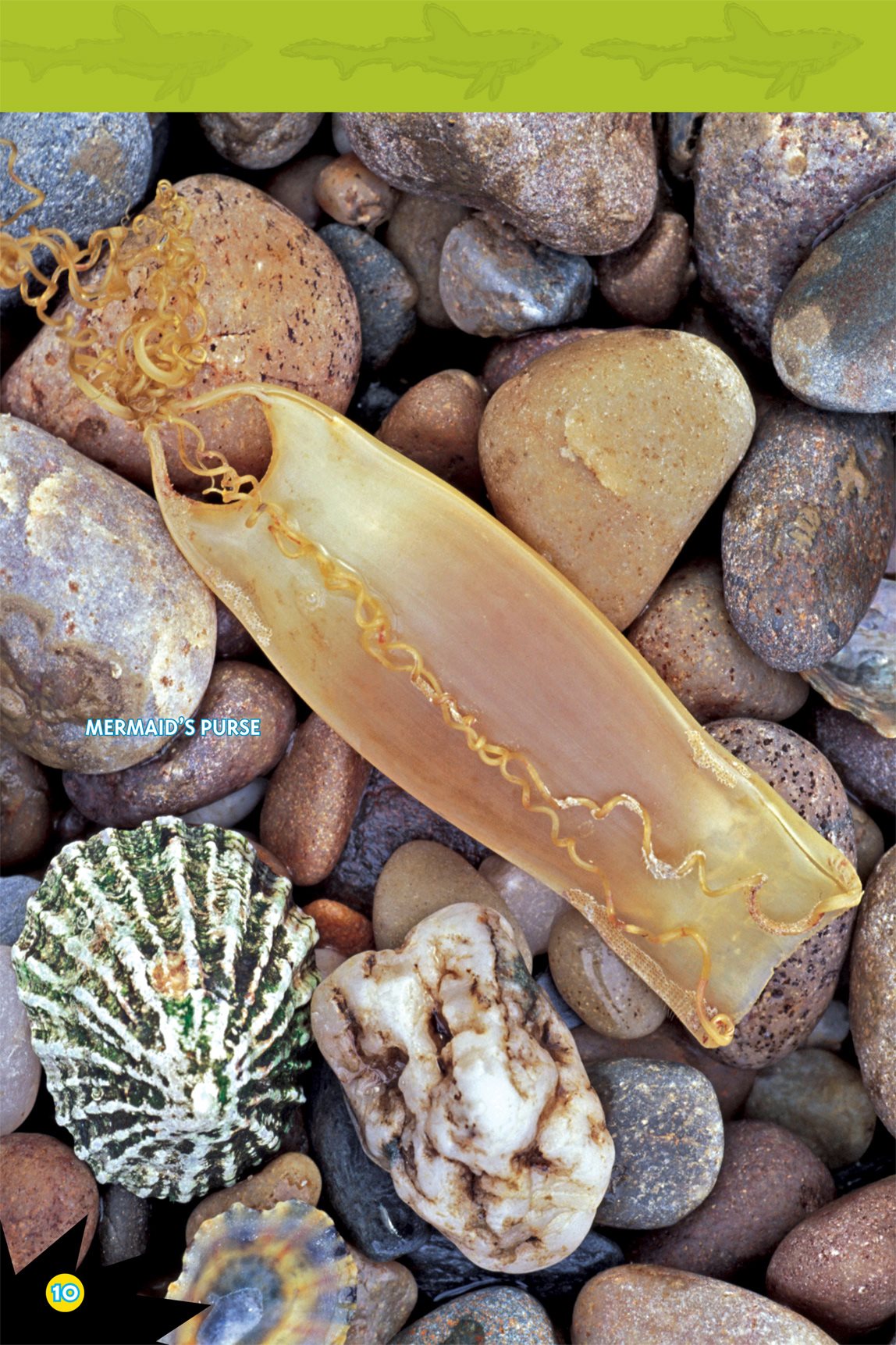 Swell shark pups hatch from eggs The mother sharks lay the eggs in hard - photo 12