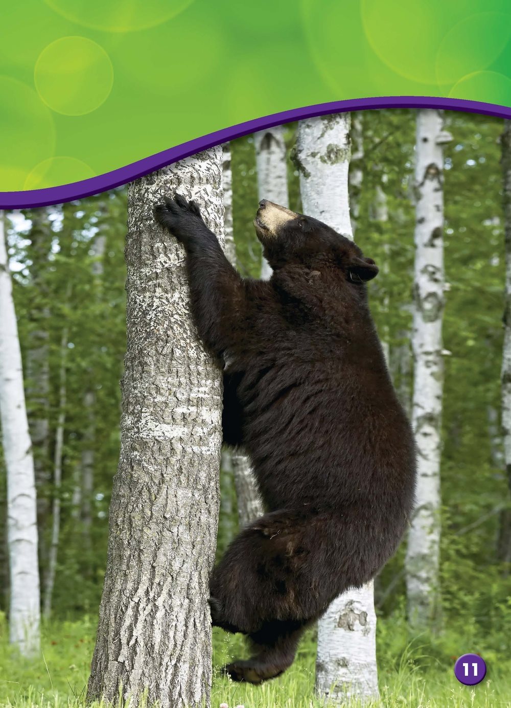 Many bears rub their backs on trees They leave their scent the smell of - photo 11