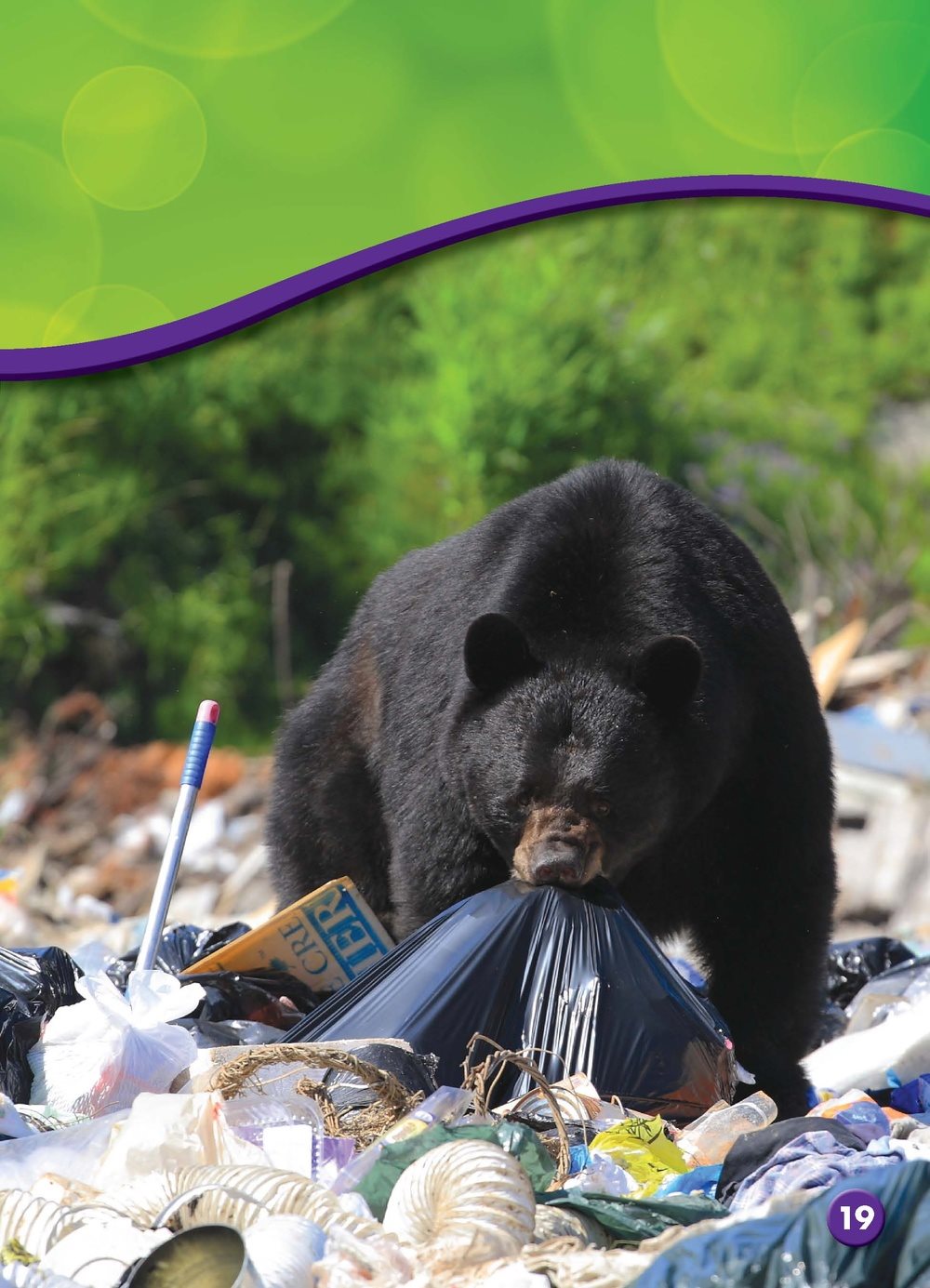 Bears hibernate to spend winter ina deep sleep in dens caves or holes - photo 21