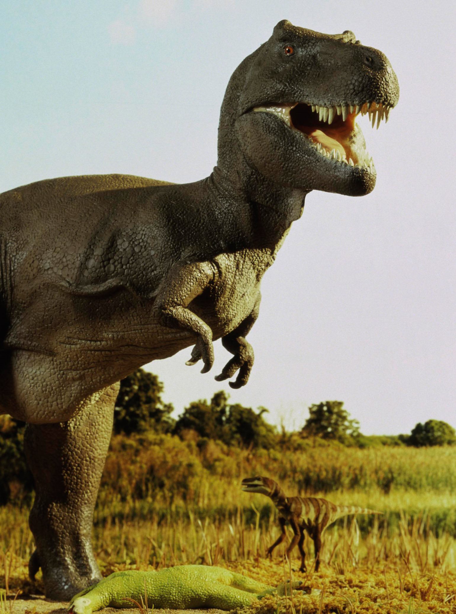 Some dinosaurs were like birds Some could fly and some ran fast The - photo 11