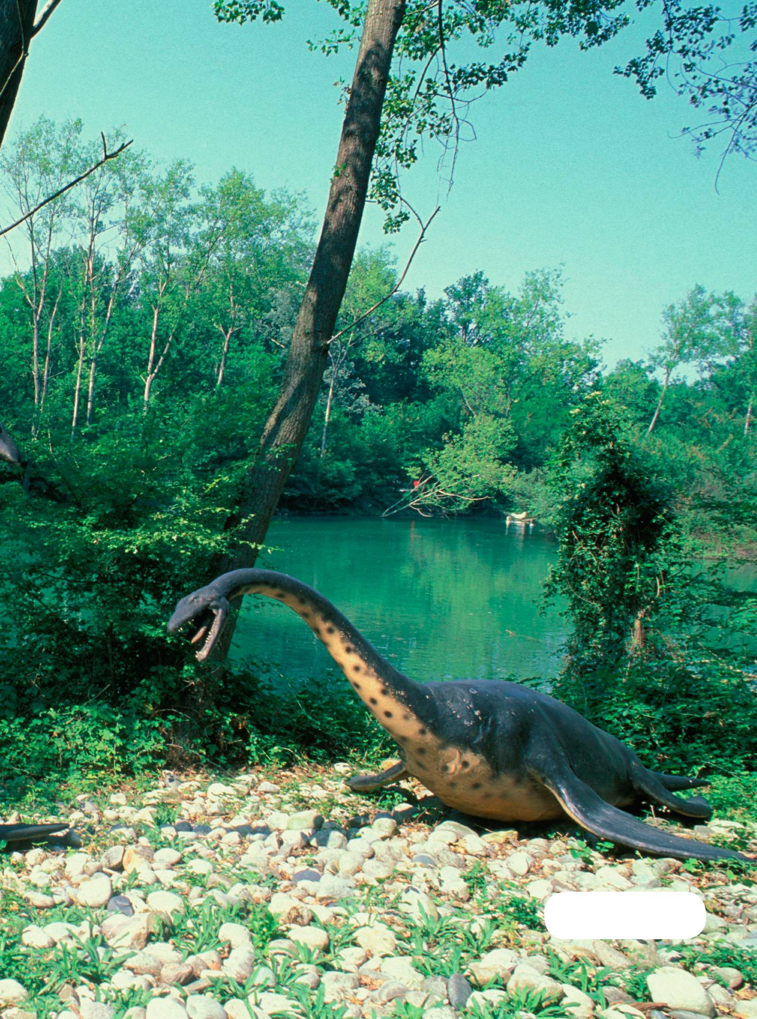 plesiosaur All dinosaurs laid eggs to hatch their babies Some had - photo 15