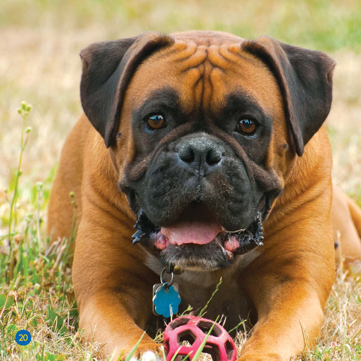 Boxers like to play Do you want to play with one A Boxer Up Close - photo 20