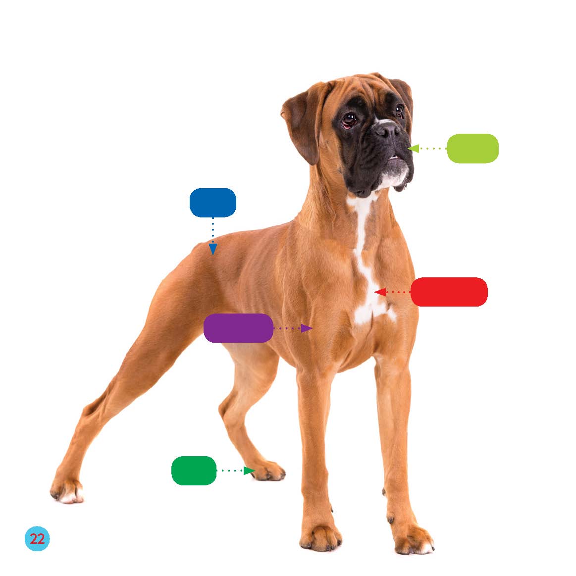 A Boxer Up Close coat mask muscles markings paw Picture Glossary - photo 22