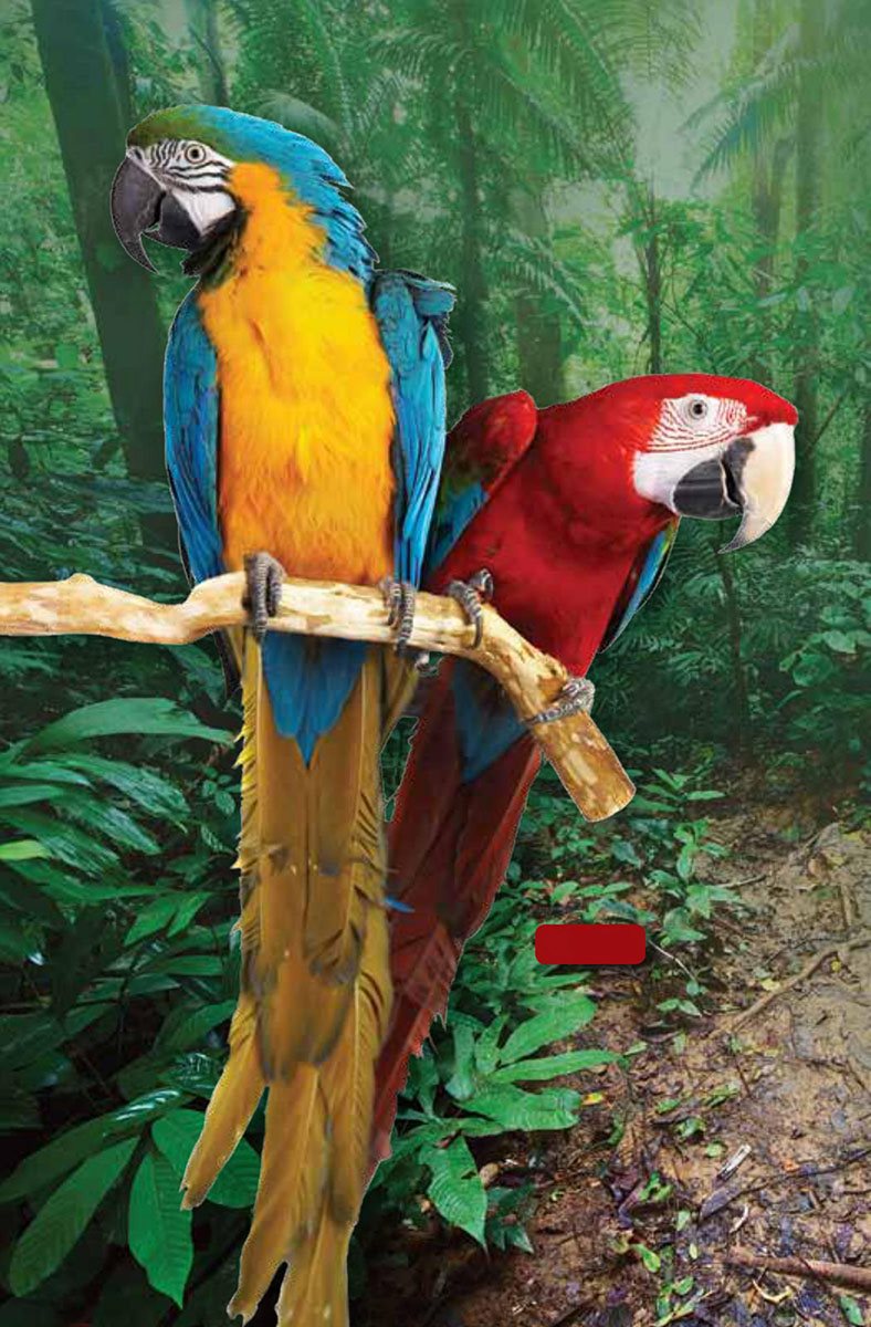 macaws Welcome to the Jungle T he tropics may appear lush and even - photo 6