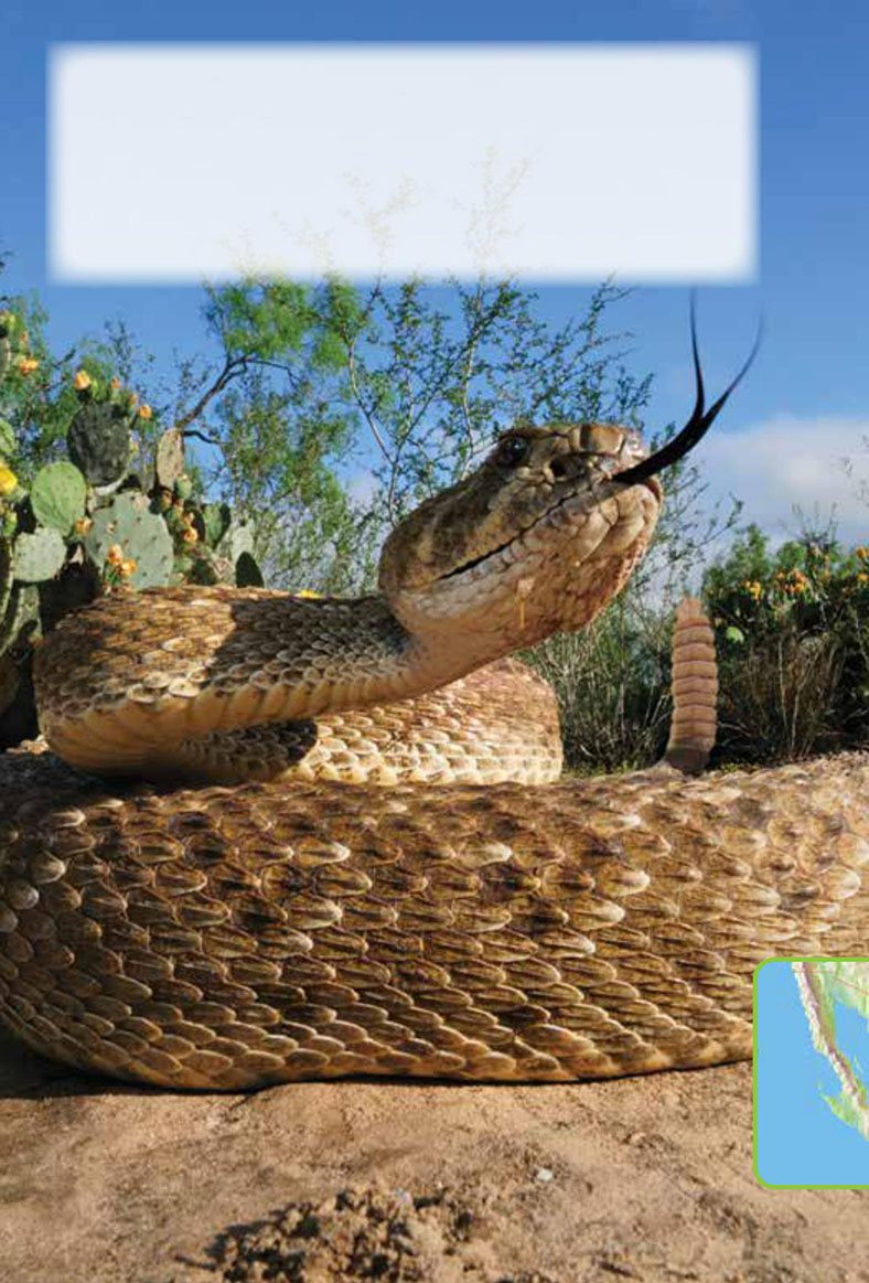 Here is a wide blue sky over a warm brown desert A rattlesnake lies in - photo 8