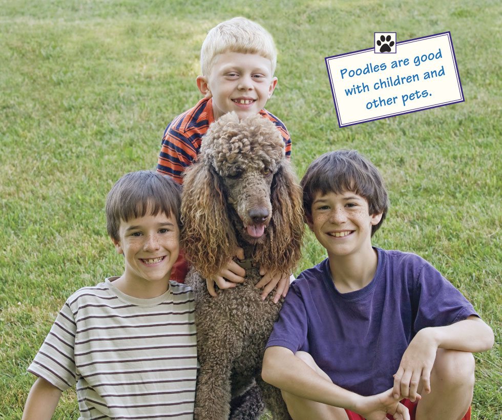 Poodles are good with children and other pets Puppies are full of - photo 7