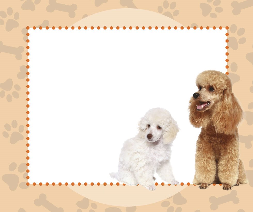 A DOG OR PUPPY Poodle puppies are easy to train But they still need lots - photo 9