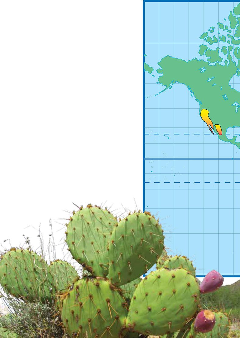 Where Are They Most of the deserts are in two areas called the Tropic - photo 14