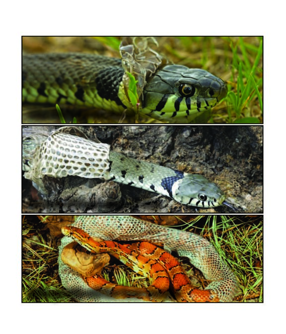 Old skin peels back Snake slithers out of skin Skin peels off for two weeks - photo 21