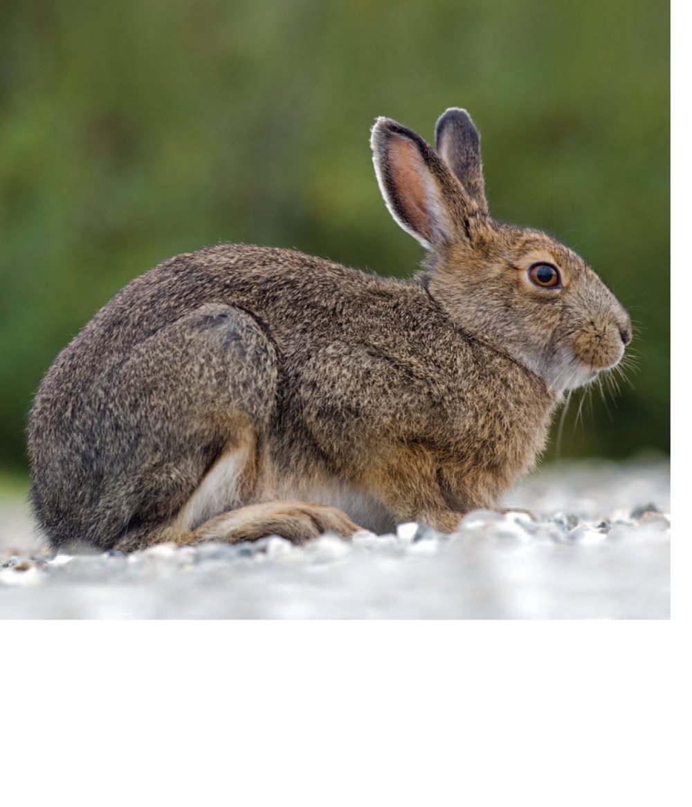 Animal fur can change This bunny grows white fur in the winter - photo 14