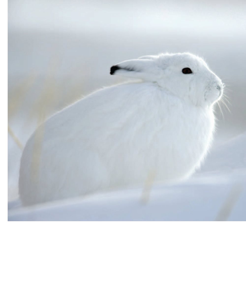 This bunny grows white fur in the winter Fur helps animals hide This - photo 15