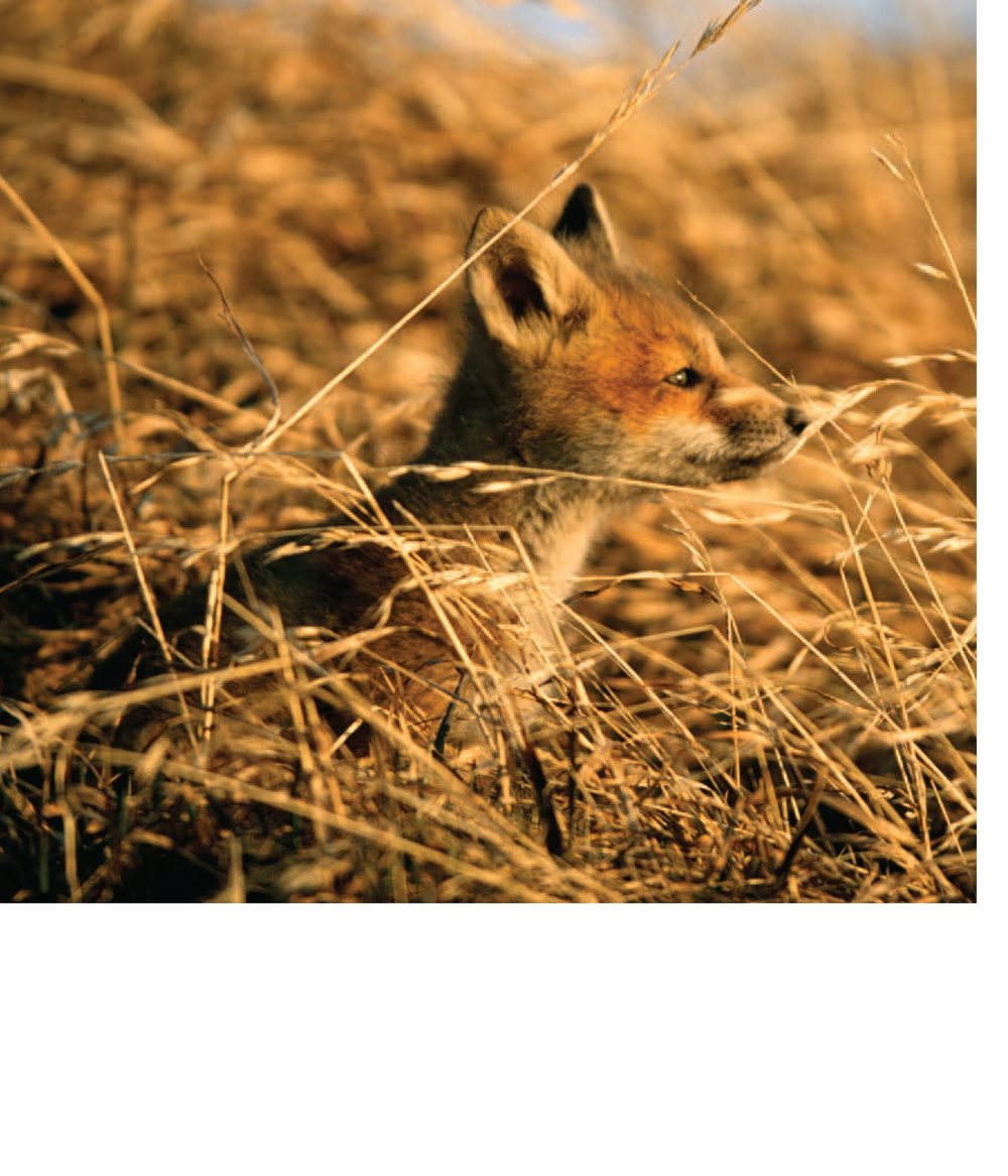 Fur helps animals hide This is called camouflage A fawn looks - photo 16