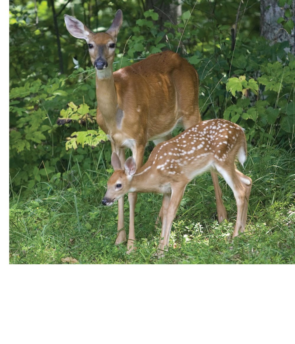 A fawn looks different from its mother Animals shed their old fur - photo 17