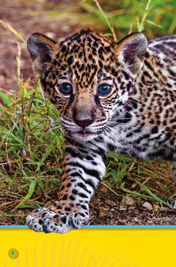 The rain forest jaguar is a good place for animals three- toed - photo 10