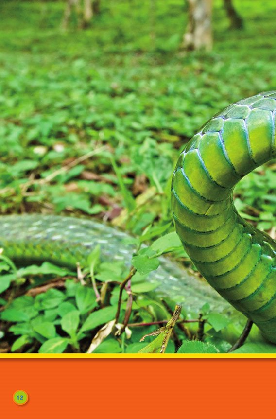 Snakes slither mountain sipo snake macaws - photo 14