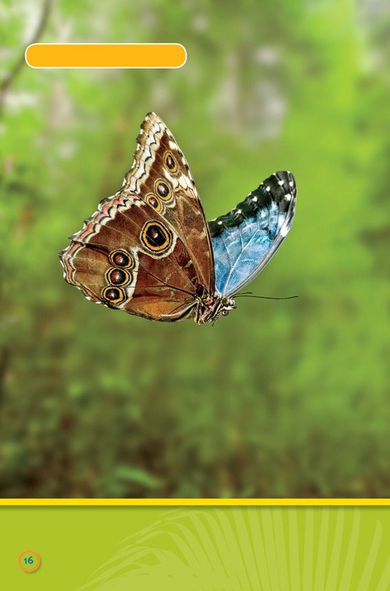 blue morpho butterfly Butterflies flutter Monkeys climb dusky leaf - photo 18