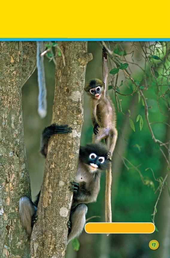 Monkeys climb dusky leaf monkeys Some animals here are big - photo 19