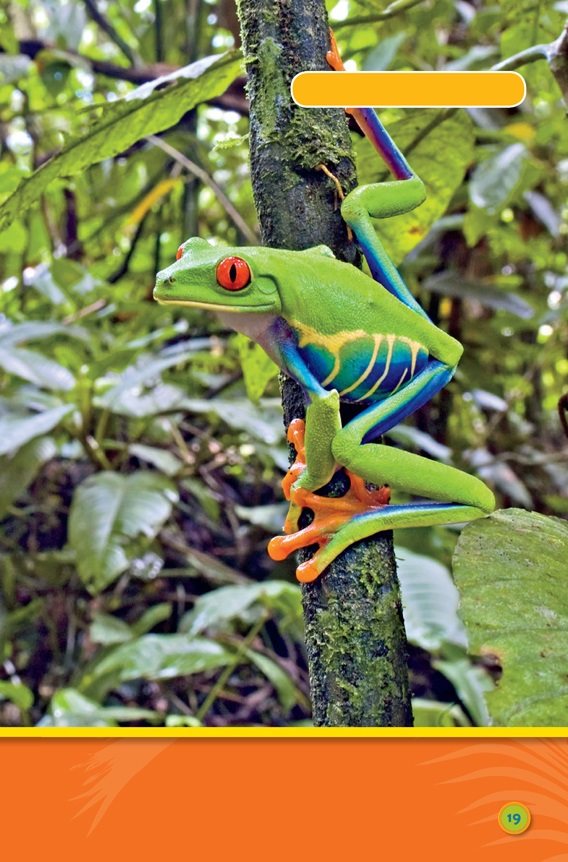 red- eyed tree frog Some are small Some lie on leaves Fiji crested - photo 21