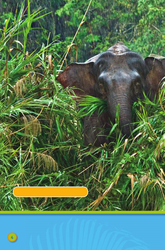 Borneo pygmy elephant It rains a lot There are tall trees - photo 6