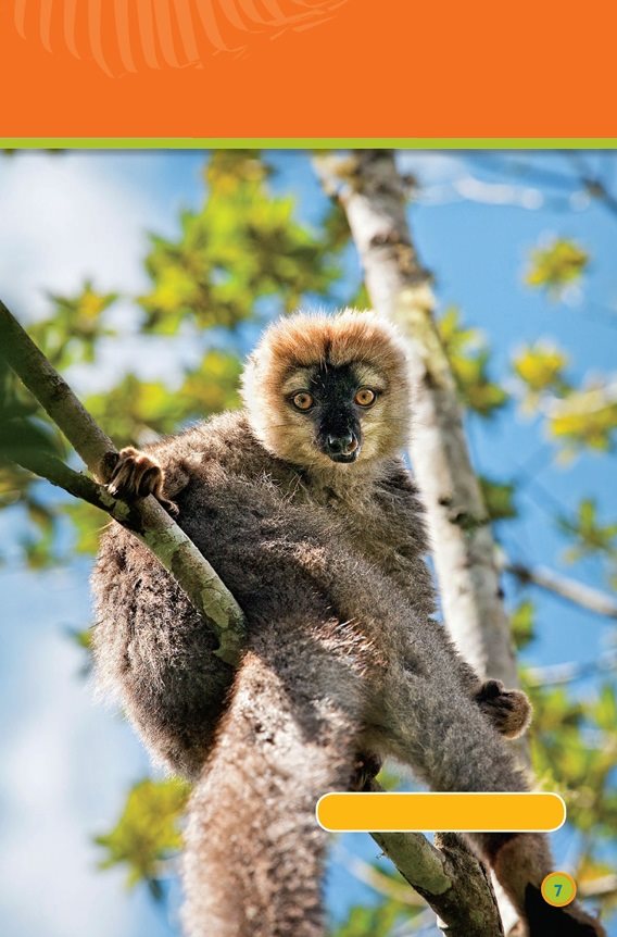 There is hot sun golden bamboo lemur The rain forest jaguar is a - photo 9