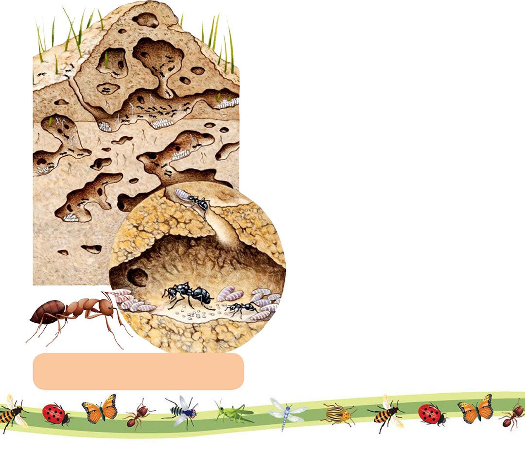 Ants live together in a nest on or in the ground or in trees Like most - photo 10