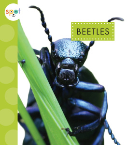 Nessa Black - Beetles