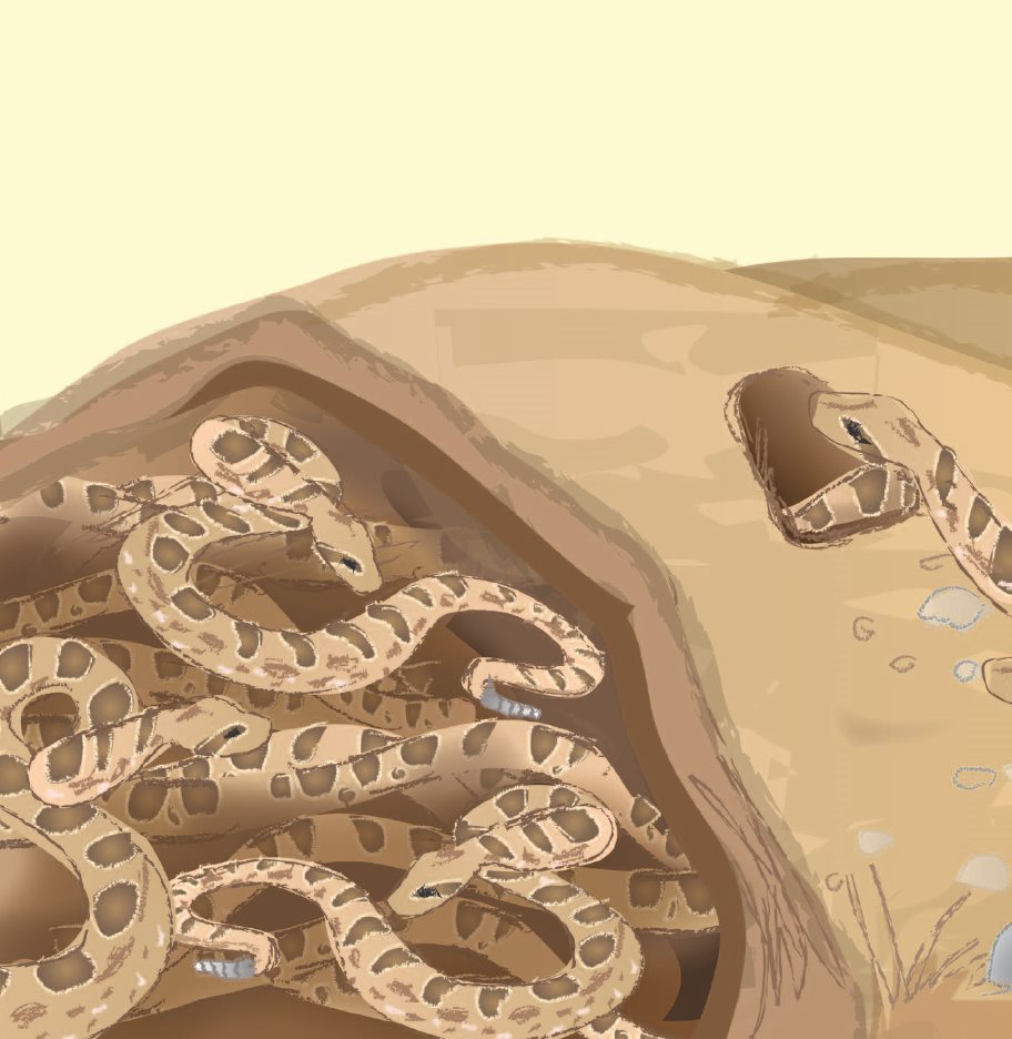 Ssss Rattlesnakes slither to their dens in fall They hibernate in caves or - photo 14