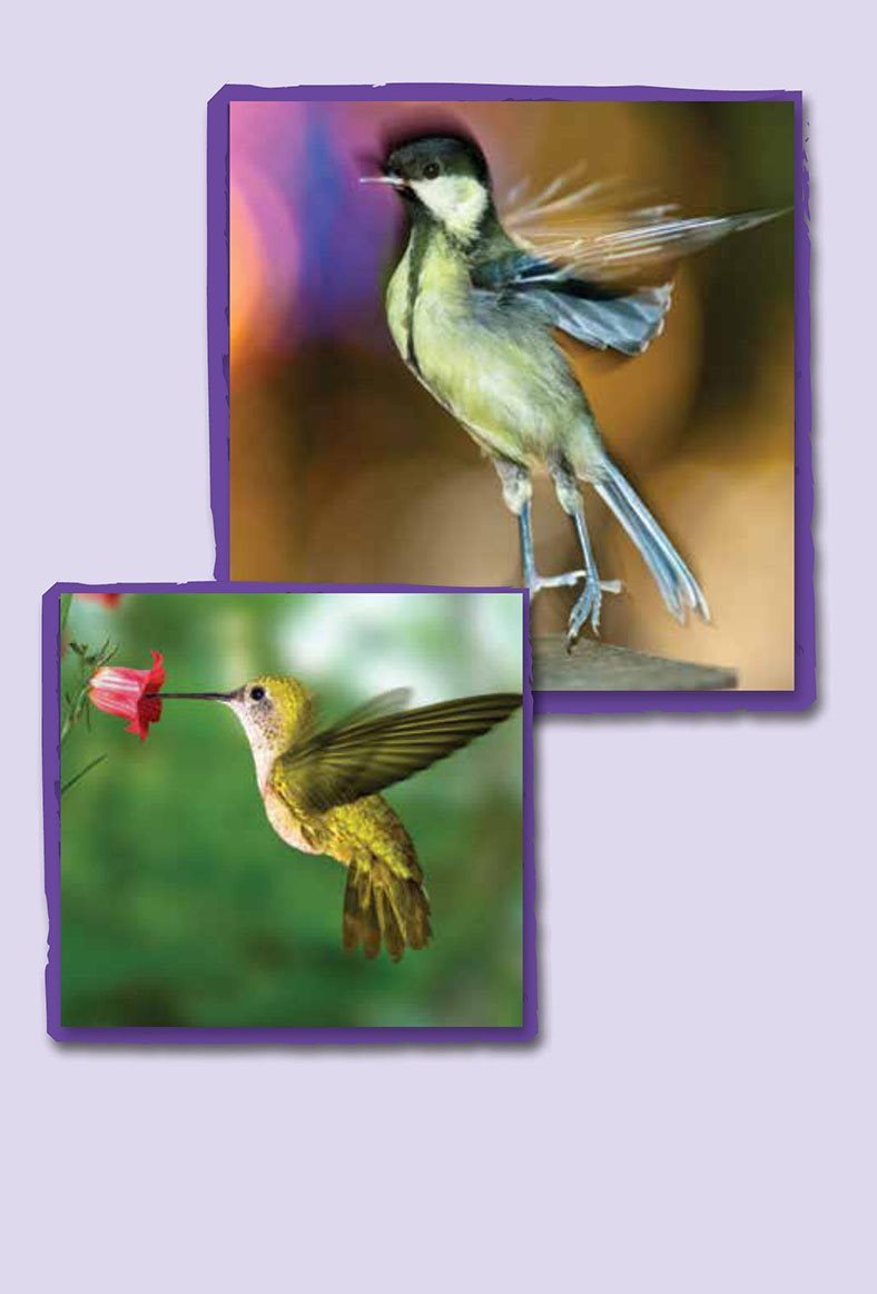 A hummingbirds wings can flap times in one second Wings can glide - photo 17