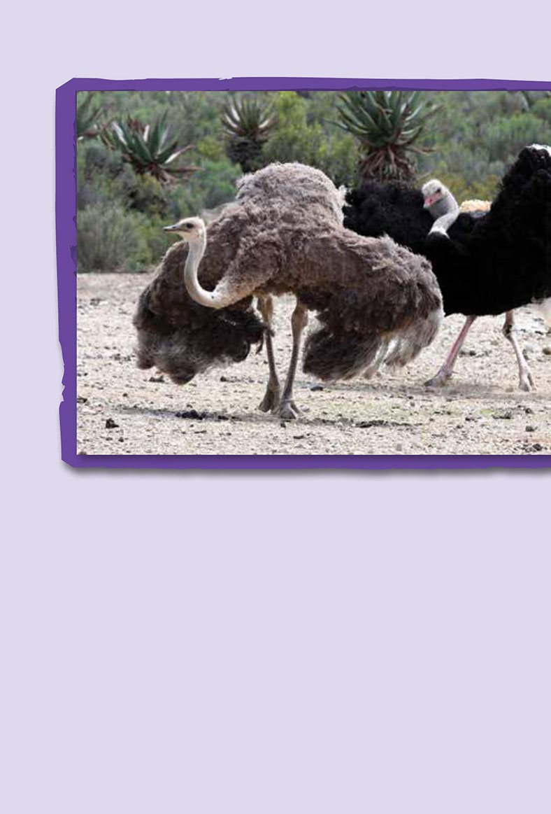 Wings can even help animals communicate When a male ostrich wants a - photo 14