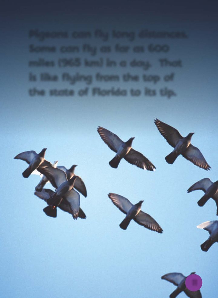 Pigeons can fly long distances Some can fly as far as miles 965 km in a - photo 12