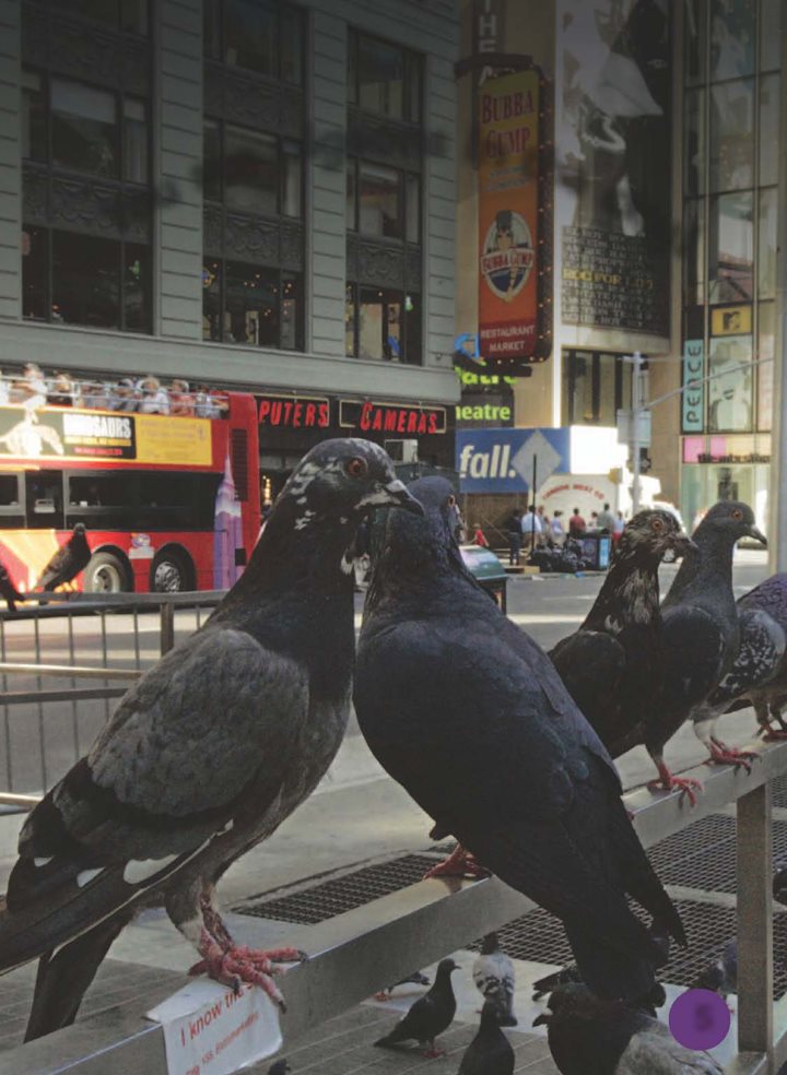 Youseepigeonsinthecity Pigeons gather in groups called flocks You may - photo 6