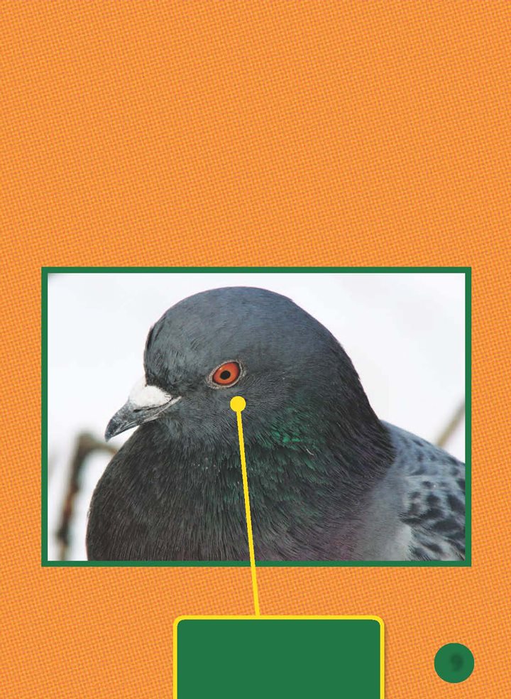 Pigeons have round bodies Their eyes are red or orange Their small - photo 10