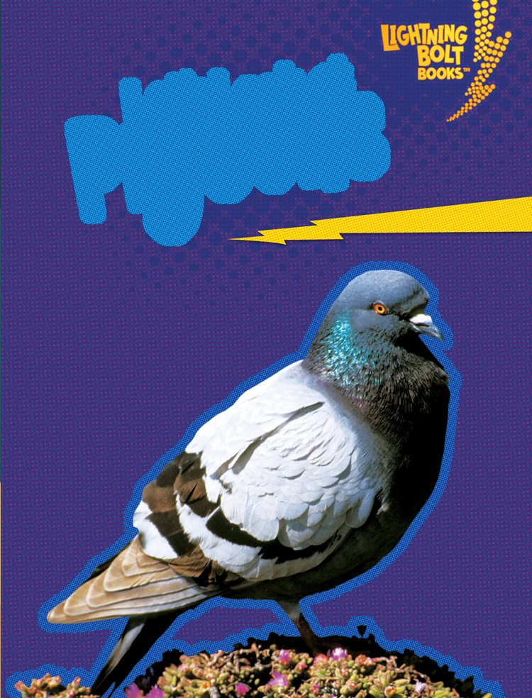 Lets Look at Pigeons - image 1