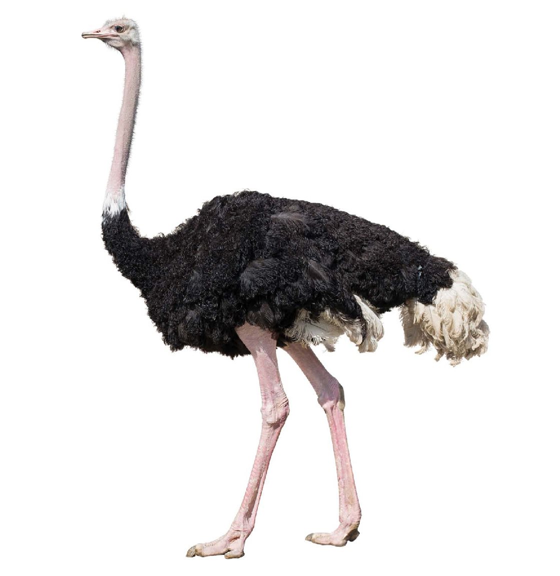 About Ostriches Ostriches can run up to miles per hour An ostrich can - photo 23