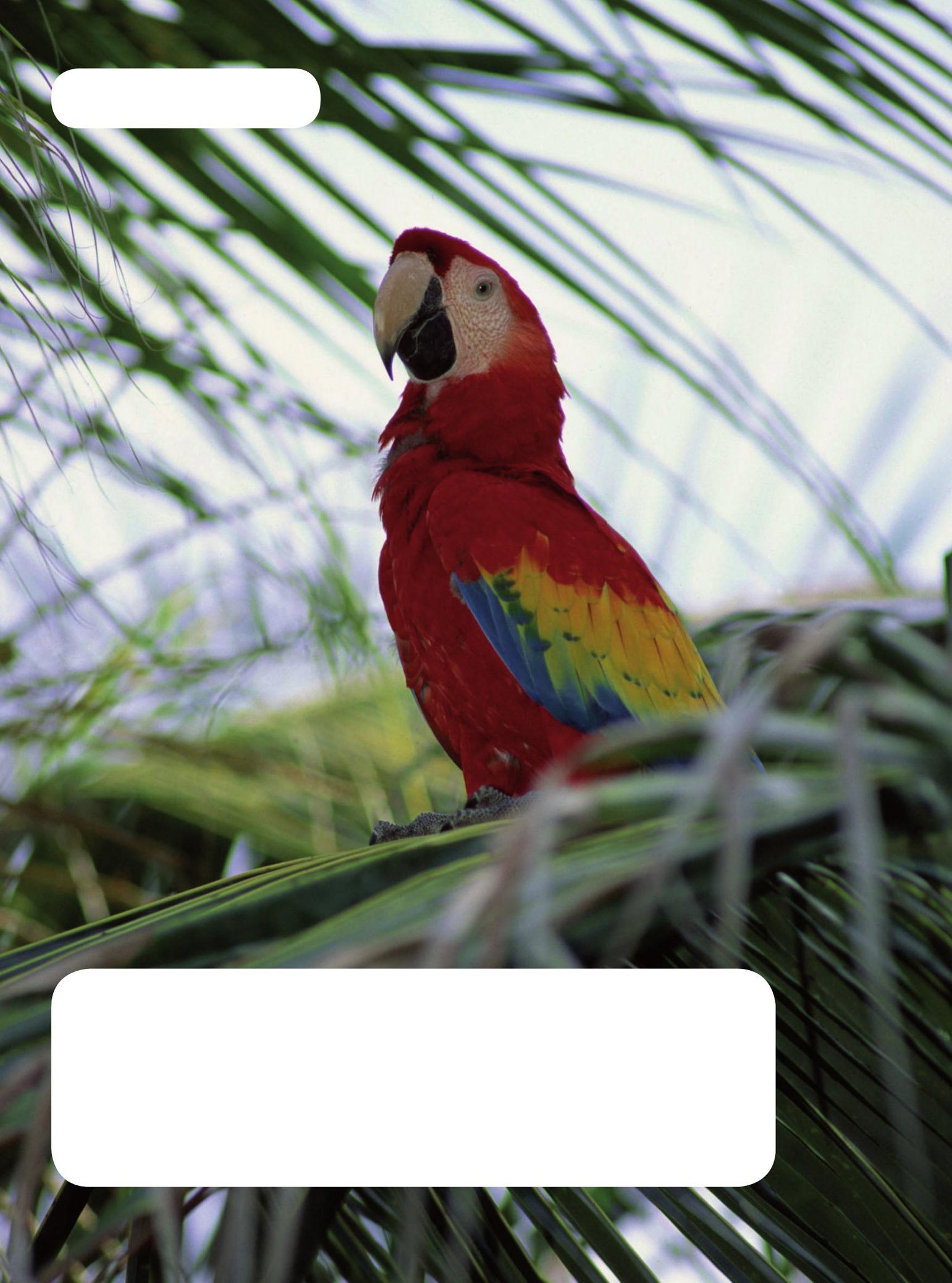 Many kinds of birds live in the canopy of the rainforest They build nests - photo 10