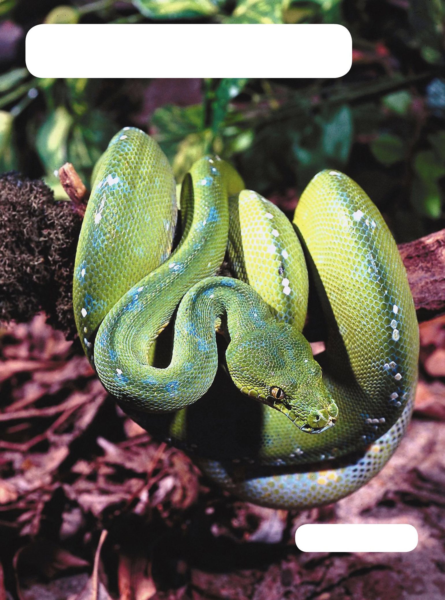 Snakes are hard to see as they slide along rainforest trees green python - photo 13