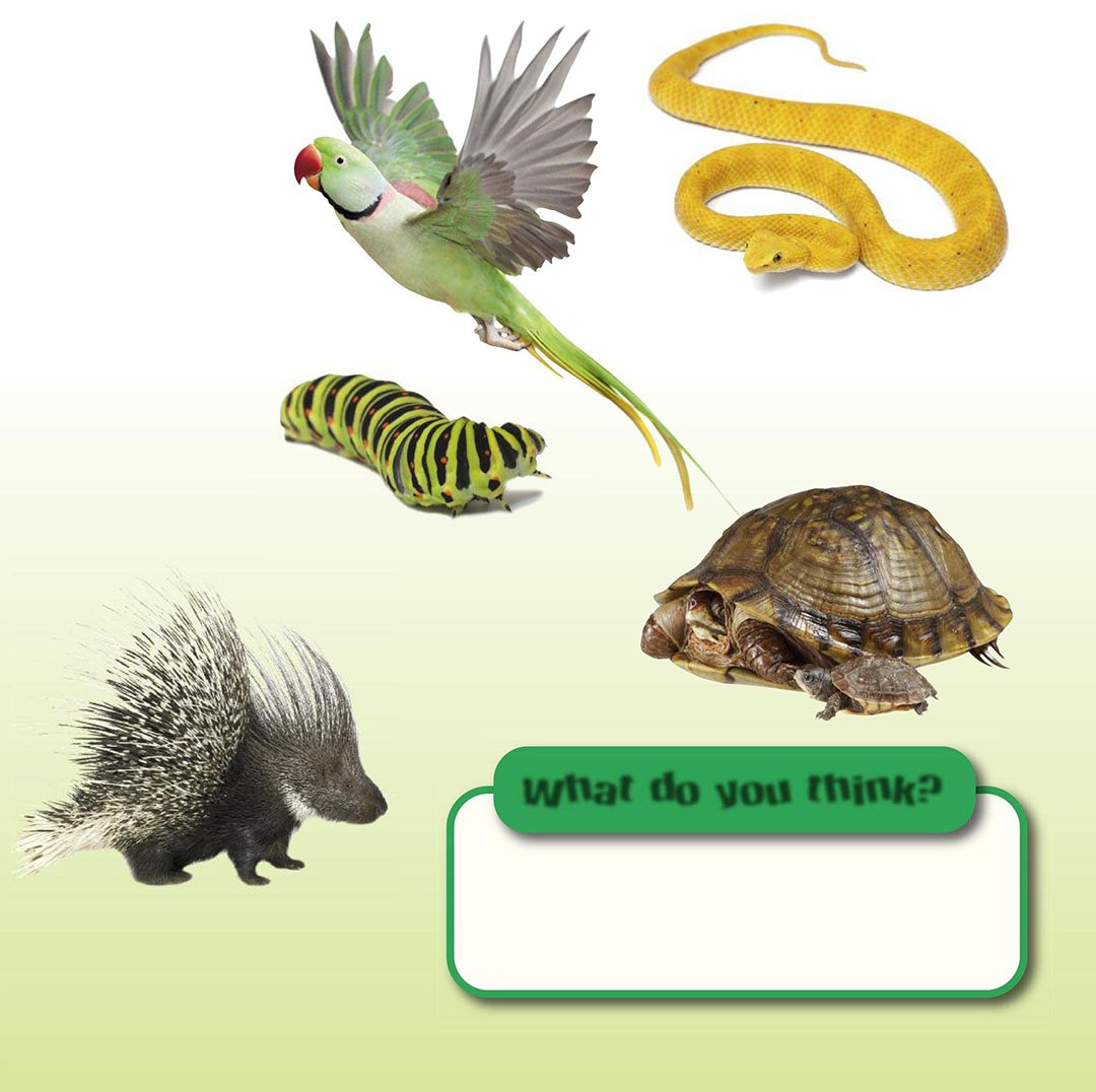 Which animals on this page are reptiles Find four animals in this book that - photo 7