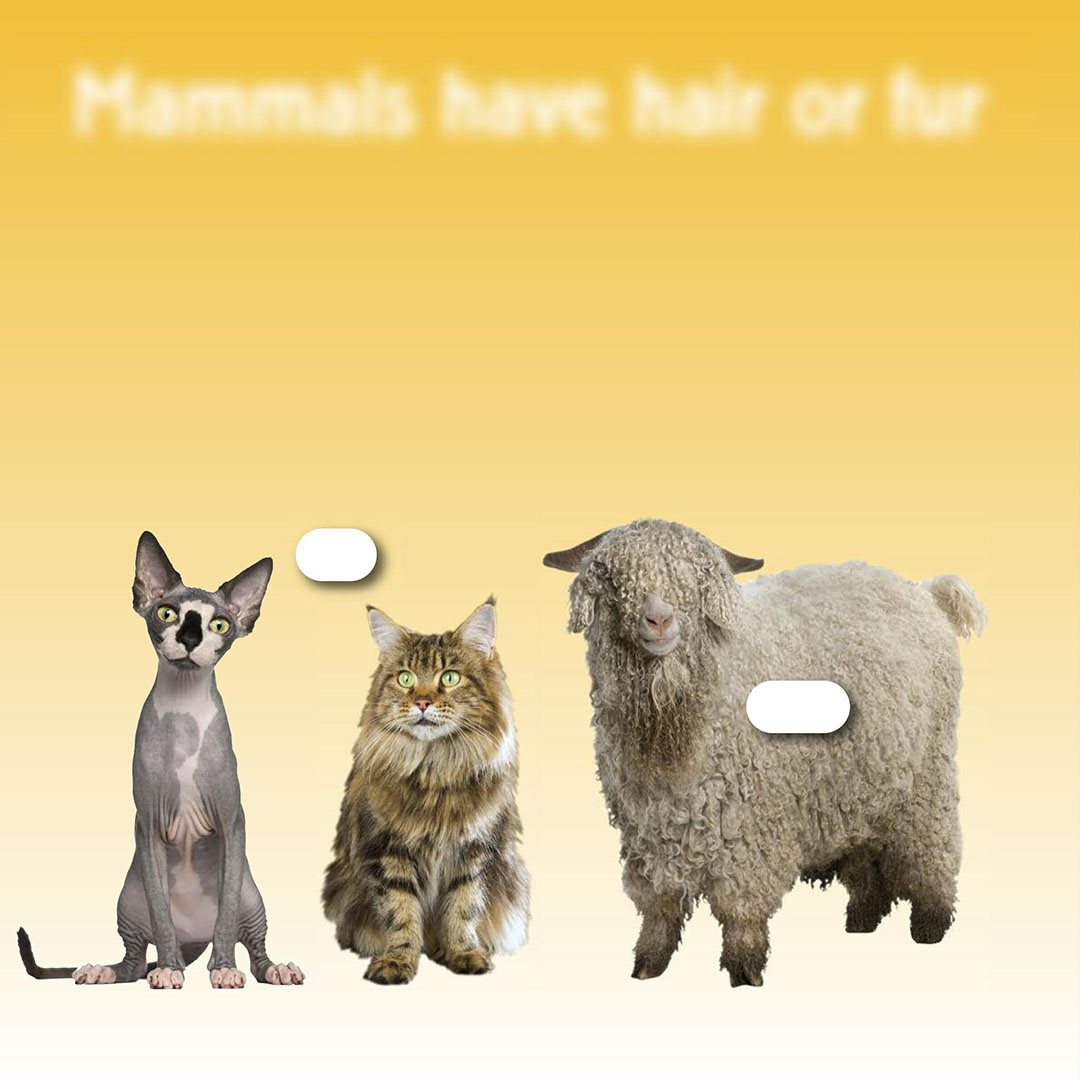 Mammals have hair or fur Most mammals have skin that is covered in hair or - photo 8