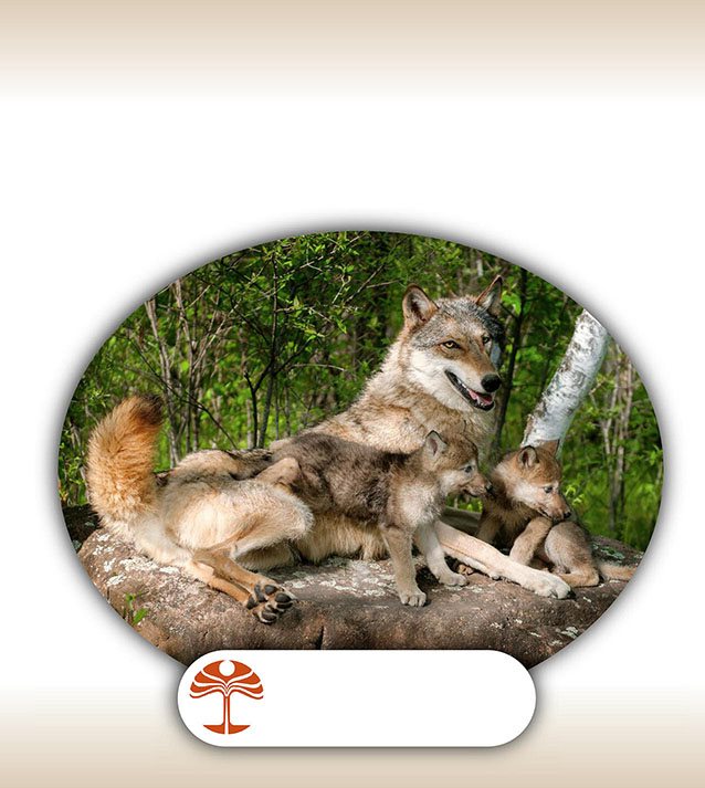 Wolf Family Adventures Bobbie Kalman Crabtree Publishing Company - photo 3