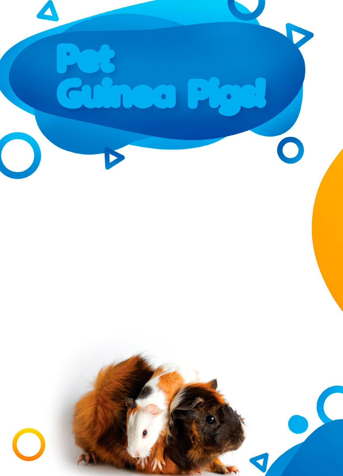 Do you want a cuddly pet Guinea pigs are a good pick Pet Guinea - photo 4