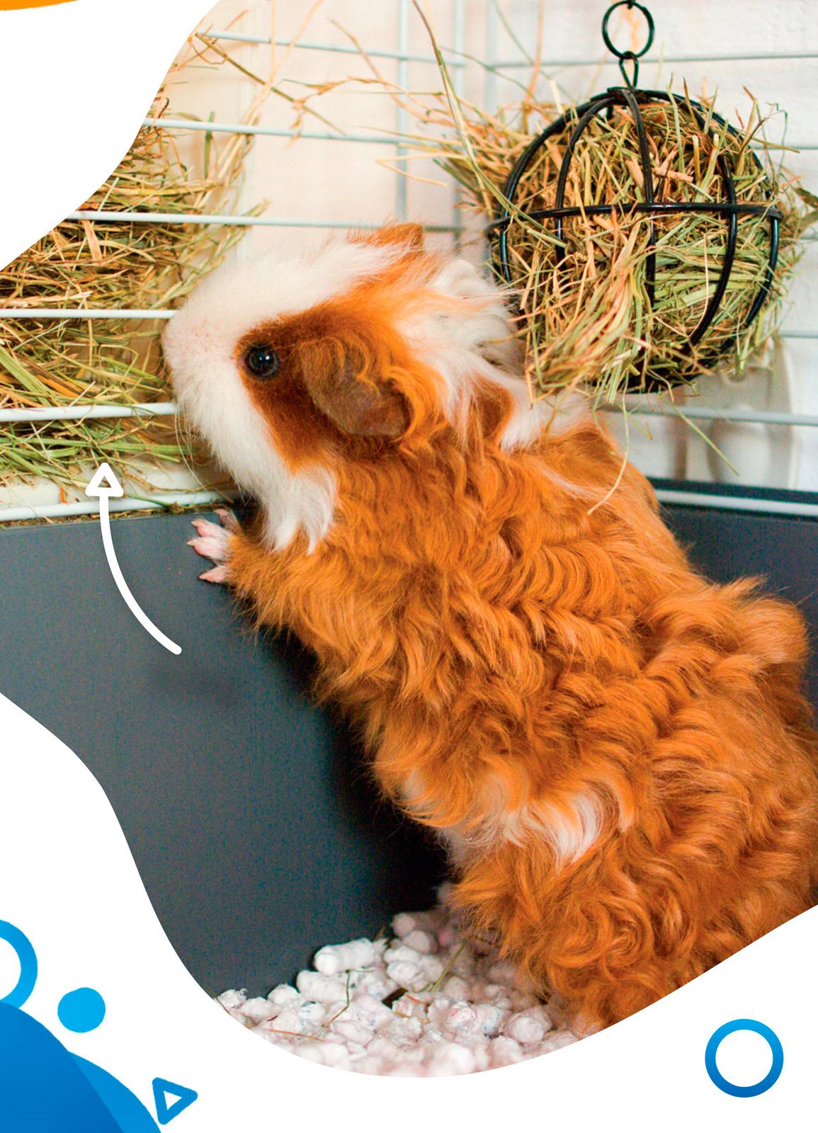 hay Owners brush guinea pigs This makes their fur soft brushing - photo 11