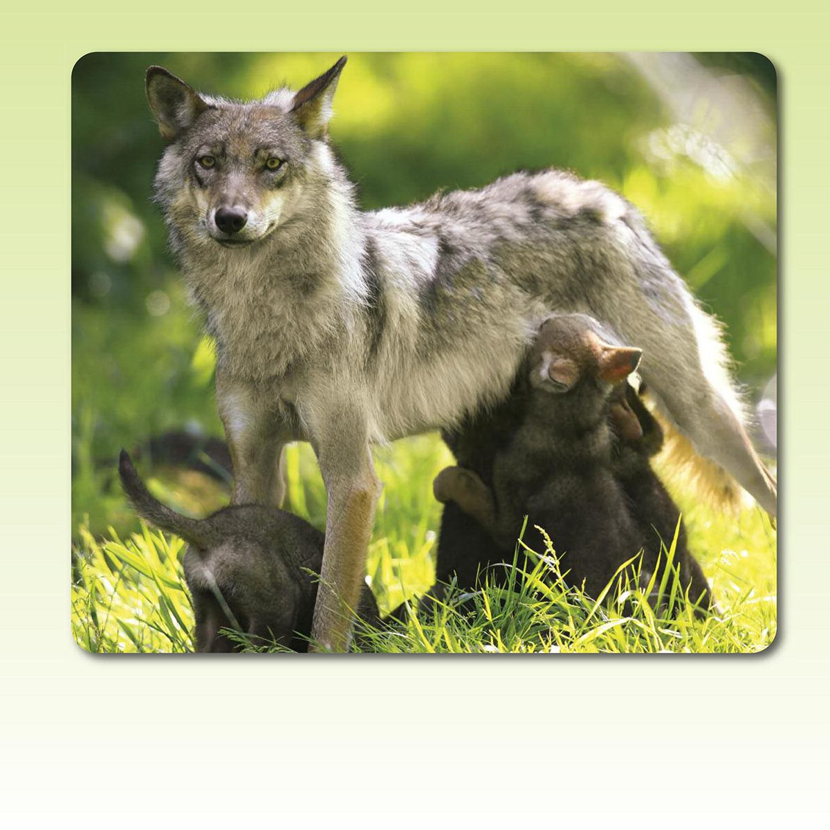 Mammal mothers like this wolf mother nurse or feed their newborn babies - photo 11